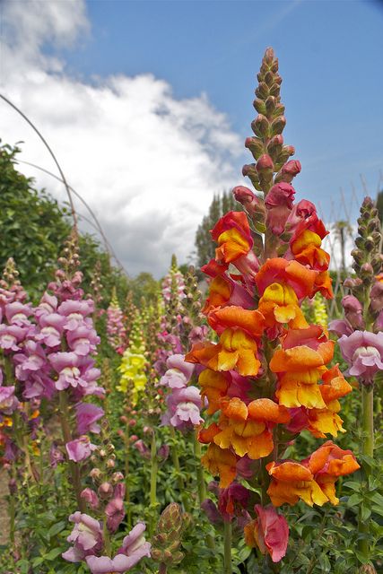 snapdragons, lost gardens of heligan. A place full of my favorite flowers, yes please! Snap Dragon Flowers Aesthetic, Snap Dragon Aesthetic, Snap Dragons Bouquet, Snap Dragon Flowers Garden, Snapdragon Flowers Aesthetic, Snap Dragon Tattoo, Victorian Language, Snap Dragons, Snap Dragon