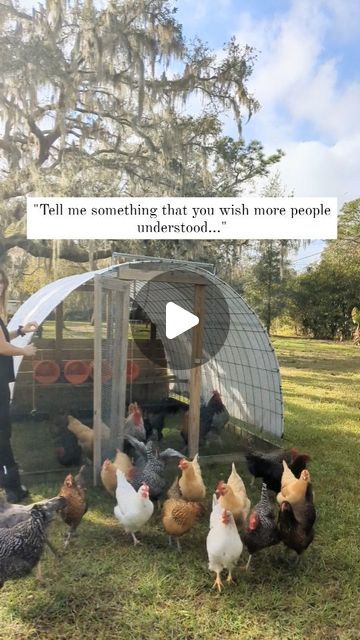 Carisa | Small Farming on 2 Acres on Instagram: "It sounds too good to be true, but this is something I wish more people understood! As long as your coop/chicken tractor allows, I think you should get as many chickens as you can fit and afford to feed. Why? 

You're still feeding them, still letting them out for the day, still cleaning nesting boxes, and still collecting eggs...and the number of chickens doesn't change the amount of time any of that takes. 

Also, chickens don't lay an egg every day of the year. Most breeds lay around 150-200 eggs a year, so that's quite a lot of days without eggs if you were counting on one a day from each hen. 

We have found our sweet spot to be, enough hens to lay eggs for our family to eat about 2-3 dozen a week + an extra 2-3 dozen to pay for the cos Chickens Laying First Eggs, Chicken Eating Their Eggs, What Helps Chickens Lay Eggs, Best Egg Layers Chicken Breeds, Chickens Eating Their Eggs, Pastured Poultry, Collecting Eggs, Chicken Tractor, Free Range Chickens