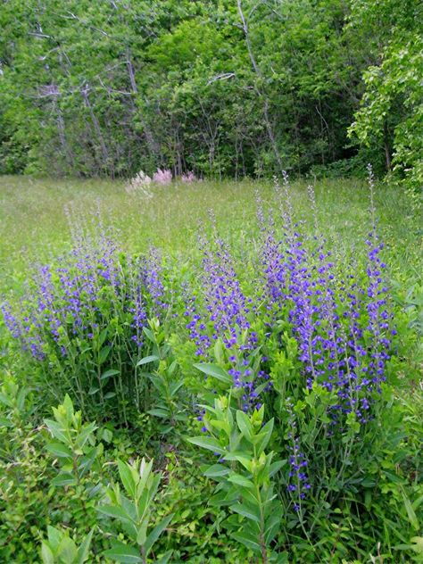 False Indigo, Spring Blooming Flowers, Baptisia Australis, House Yard, Master Gardener, Native Garden, House Landscape, Landscaping Plants, Permaculture