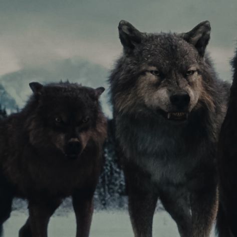 Alpha Werewolf Aesthetic, Twilight Wolf Aesthetic, Twilight Wolves Aesthetic, Quileute Aesthetic, Vampire And Werewolf Aesthetic, Male Face Claims Aesthetic, Jared Twilight, Paul Lahote Wolf, Twilight Wolf Pack Aesthetic