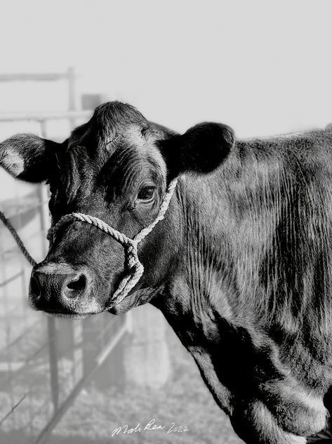 Black And White Cow Wallpaper, Black And White Cow Pictures, Cow Black And White, Cute Jersey, Cow Wallpaper, Black And White Cow, Jersey Cow, Cow Pictures