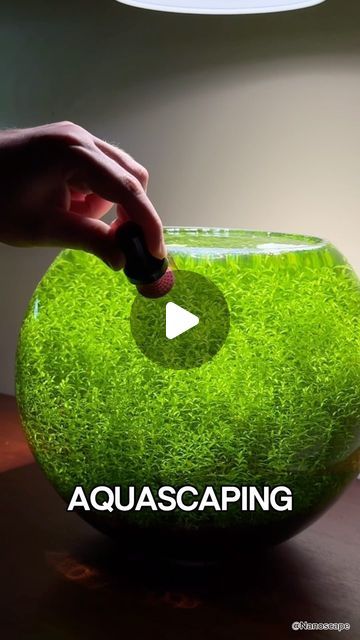 Bio Orb Fish Tank Ideas, Fresh Water Aquascape, Simple Aquascape Ideas, Japanese Aquascape, Aquarium Ideas Decoration, Aquascape Shrimp, Plants In Aquarium, Simple Aquascape, Aquascape Diy