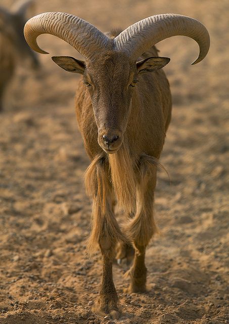 Barbary Sheep, Ghadames, Libya | Flickr - Photo Sharing❤️ Ghadames Libya, Barbary Sheep, Horned Animals, Wild Goat, Goat Kidding, Eric Lafforgue, Trophy Hunting, Cow Art, Libya