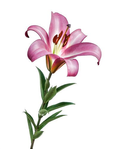 Stargazer Drawing, Lily Illustration Flower, Lily Flower Illustration, Lily Flower Drawing, Lily Illustration, Lily Drawing, Orchid Drawing, Lilies Drawing, My First Home