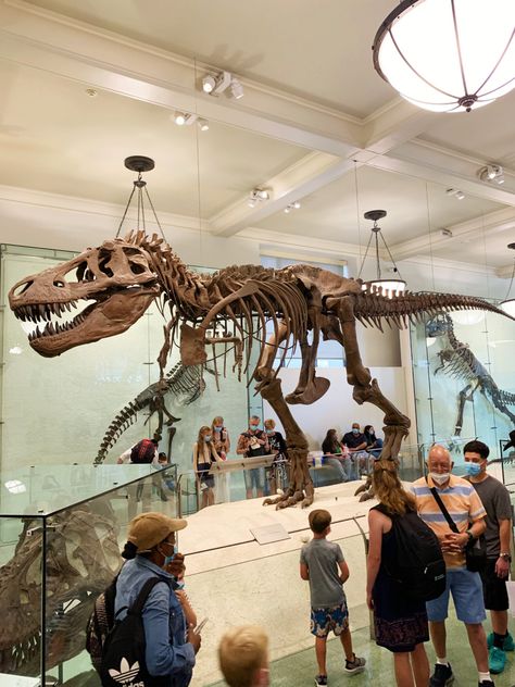 Dino Museum, Dinosaur Exhibition, Dinosaur Museum, American Museum Of Natural History, Dinosaur Skeleton, Museum Of Natural History, Dinosaur Fossils, Dinosaur Art, Prehistoric Animals