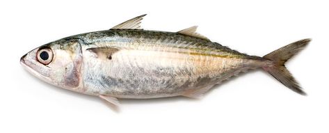 Indian Mackerel. Fully grown matured mackerel found in large schools in the ocea , #ad, #Fully, #grown, #Indian, #Mackerel, #matured #ad Mackerel Fish, Motion Graphics Logo, Backgrounds Iphone, Scales, Art Reference, Stock Images, Fish, Stock Photos, Iphone