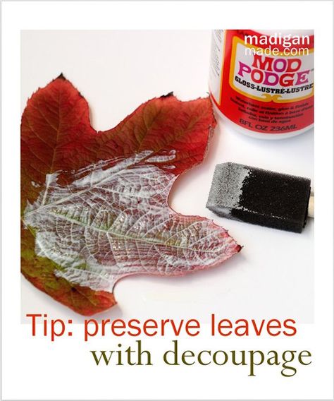 I actually get asked this question quite a bit – how can you preserve fall leaves? Can it be done with Mod Podge? And the answer to the question is yes! But I have to be honest. I completely forgot why leaves change color in the first place! And please don’t laugh at me .... Read More » Horticulture Crafts, Preserve Fall Leaves, How To Preserve Leaves, Bluebird Cottage, Pumpkin Varieties, Leave Art, Thanksgiving Time, Mod Podge Crafts, Leaf Crafts