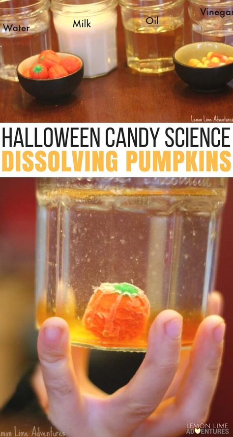 Dissolving Candy Pumpkins: Super Fun Halloween Science for Kids Candy Pumpkins, School Diy Ideas, Candy Science, Pumpkin Science, Fall Science, Halloween Stem, Halloween Science, Aktiviti Kanak-kanak, Pumpkin Activities