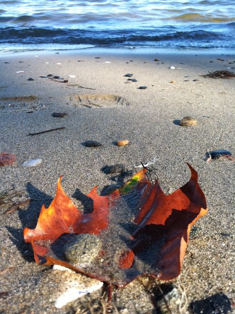 September at the beach Fall Beach Pictures, Coastal Autumn, Pictures On The Beach, Autumn Beach, Coastal Fall, Fall Beach, Liguria Italy, I Love The Beach, Beach Wallpaper