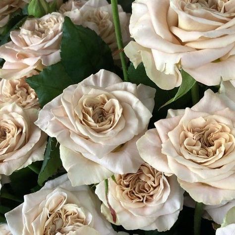 Toffee Roses Wedding, Taupe Roses, Toffee Rose, Roses Wedding Bouquet, Wedding Planning Details, Bouquet Garden, Wedding Roses, Wedding Theme Inspiration, Fawn Colour