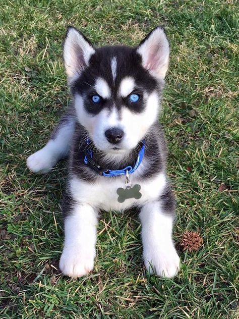 My dream husky Caine Husky, Cute Husky Puppies, Psy I Szczenięta, Cute Husky, Siberian Husky Dog, Siberian Husky Puppies, Husky Mix, Baby Animals Pictures, A Husky