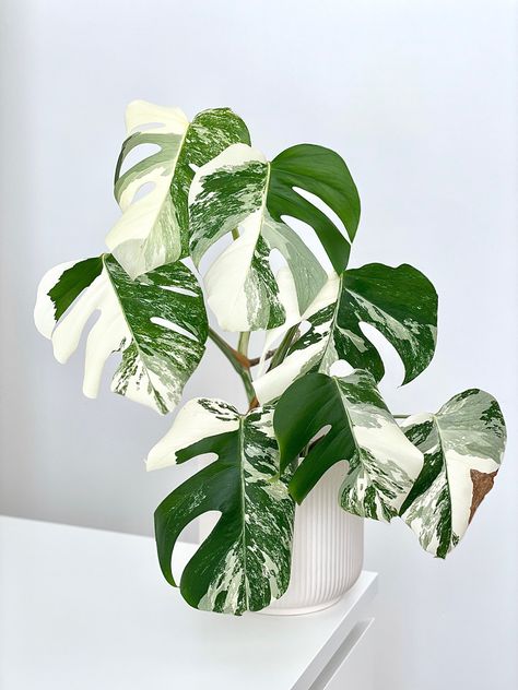 White Monstera, Angie Lewin, Paintings Ideas, White Plants, Green House, Plant Collection, Plant Decor, Plant Care, House Plants