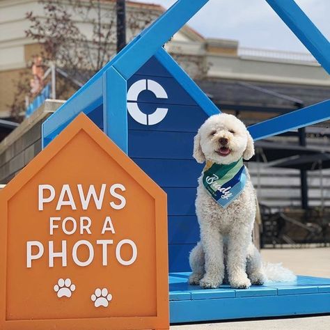 Pet Photobooth Ideas, Pop Up Shop Display Ideas Dog, Dog Window Display, Pet Expo Booth Ideas, Dog Pop Up Shop, Dog Photobooth Ideas, Pet Booth Design, Dog Festival Ideas, Dog Photo Booth Ideas