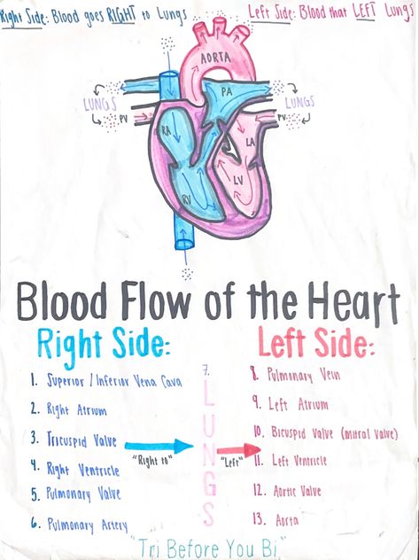 Anatomy And Physiology Notes, Physiology Notes, Notes Anatomy, Notes Nursing, Anatomy Notes, Medical Assistant Student, Paramedic School, Nursing School Essential, Medical School Life