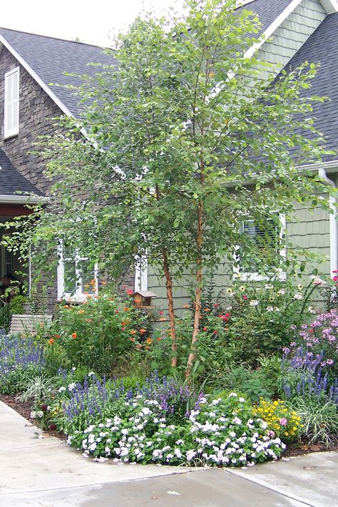 Weeping Redbud Tree Landscaping, Silver Birch Tree Landscaping, Landscape Trees Front Yard, Trees Front Yard, Front Yard Tree Landscaping, Garden Composition, River Birch Trees, Georgia Garden, Birch Trees Landscaping