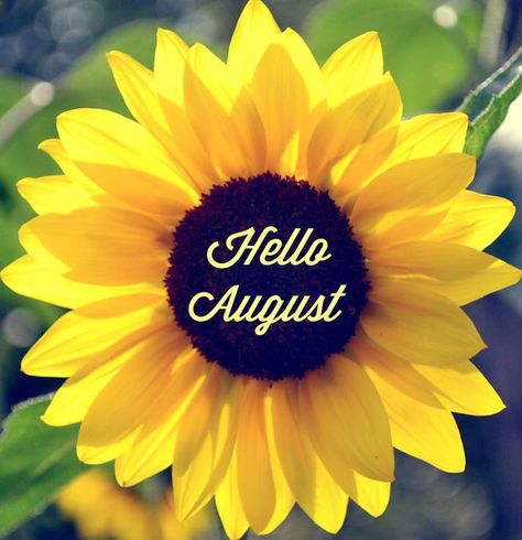 Hello August August Sunflower, Hello August Images, Yellow Inspiration, August Images, Welcome August, August Quotes, August Wallpaper, Candle Images, Hello August