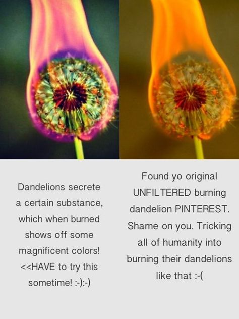 dandelions burning Burning Dandelion, Different Aesthetics, Art Reference Photos, Pretty Cool, Try It, How To Look Pretty, Rainbow Colors, I Saw, Random Stuff