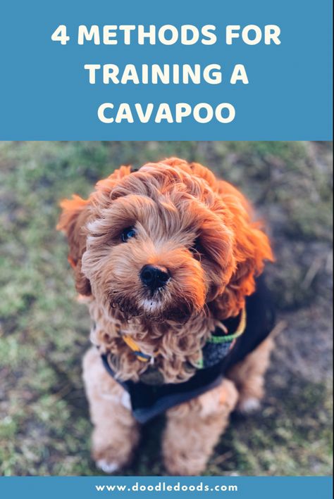 The Ultimate Cavapoo Training Guide Cavapoo Full Grown, Cavoodle Dog, Cavapoo Breeders, Doodle Breeds, Puppy Development, Cavapoo Dogs, Puppy Training Schedule, Cavapoo Puppy, Puppy School