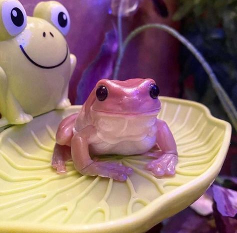 Silly Reptiles, Pisces Princess, Pink Frog, Whites Tree Frog, Pet Frogs, Frog Costume, Frog Pictures, Frog Art, Cute Pets