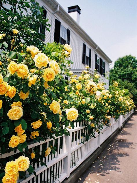 This is so pretty. Love the yellow roses along the fence. Rose Drawing Simple, Yellow Rose Tattoos, Classic Homes, White Fence, Cottage Rose, Hgtv Dream Home, Garden Wallpaper, White Picket Fence, English Rose