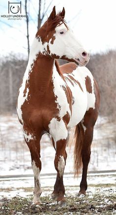 Paint Horse Breed, Rare Horses, Painted Horse, American Paint Horse, Painted Horses, Cute Horse Pictures, Pinto Horse, American Paint, Paint Horse