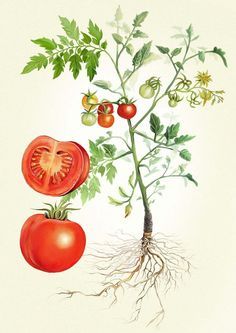 We like this one but the tomato is a bit much for a simple line drawing Tomato Drawing, Vegetable Illustration, Tomato Plant, Simple Line Drawings, Illustration Botanique, Plant Drawing, Botanical Painting, Tomato Plants, Scientific Illustration