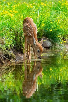 Whitetail Deer Photography, Scottish Animals, Deer Photography, The Cutest Animals, Deer Wallpaper, Fawns Deer, Deer Photos, Deer Pictures, Deer Illustration