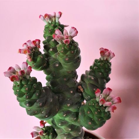 Crassula Ovata, Cactus, Plants