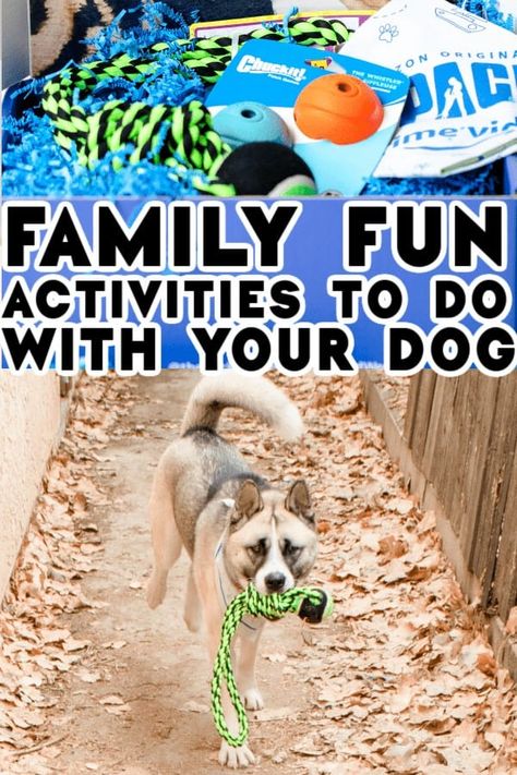 Fun Things to do With Your Dog... Watch The Pack on Amazon Prime! Dogs Activities, Dog Bucket List, Dogs At Home, Dog At Home, Fun Activities To Do, Dog Info, Fun Dog, Fun Family Activities, Dog Care Tips