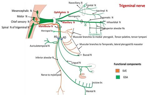 Trigeminal Nerve , Subdivisions, functional components , structures supplied , Anatomy QA Maxillary Nerve, Nerve Structure, Trigeminal Nerve, Easy Notes, Nerve Anatomy, Cranial Nerves Mnemonic, Abdominal Aorta, Sensory Nerves, Head Anatomy