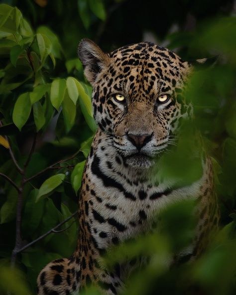 Jaguar, yaguarete, otorongo, Jaguares, Animal, Naturaleza, Amazonas, Brasil,Pantanal Jaguar Roaring, On Display Wallpaper, Jaguar Aesthetic, Jaguar Cat, Jaguar Art, Jaguar Wallpaper, Display Wallpaper, Big Cats Photography, Always On Display