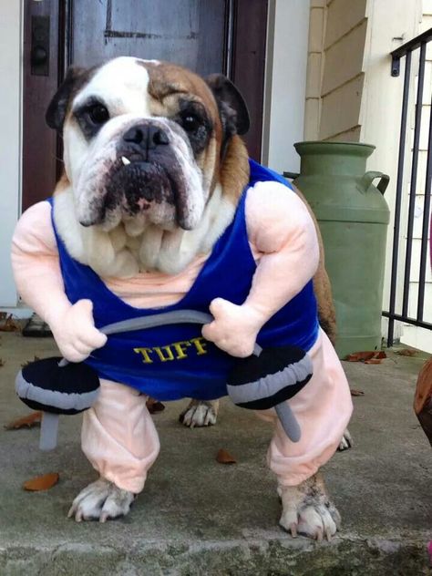 Funny Dog Costumes Halloween, Bulldog Costumes, Bulldog Halloween Costumes, Dogs In Costumes, Anjing Bulldog, Funny Pet Costumes, Bulldog Costume, Dog Costumes Funny, Puppy Costume