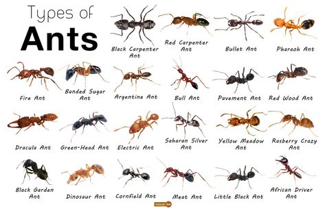 Ant Facts, Types, Identification, Habitat, Diet, Adaptations Ant Life Cycle, Wood Ants, Types Of Ants, Ant Species, Queen Ant, Ants In House, Black Ants, Carpenter Ant, Fire Ants