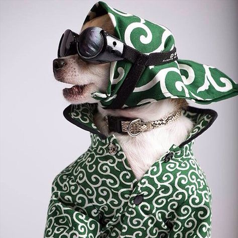 @montjiro: This chihuahua has got some very serious style. | Get a Free Consultation for your #dog from our Friends at Nature's Select http://naturalpetfooddelivery.com/nsd/usa/free-consultation/ #dogsinfashion Dapper Dogs, Dog Photoshoot, Dog Projects, Chihuahua Love, Pet Style, Pet Fashion, Pet Costumes, Dog Dresses, Dog Photography