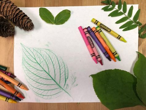 Bark & Leaf Rubbings — Edmonton & Area Land Trust Leaf Rubbings, Tree Bark Texture, Identify Plant, Textures And Patterns, Land Trust, Wax Crayons, School Art Projects, Nature Journal, Tree Bark