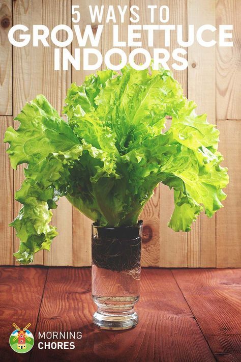 Growing Lettuce Indoors, Kebun Herbal, Gemüseanbau In Kübeln, Regrow Vegetables, Growing Food Indoors, Indoor Vegetables, Tanaman Indoor, Growing Lettuce, Indoor Vegetable Gardening