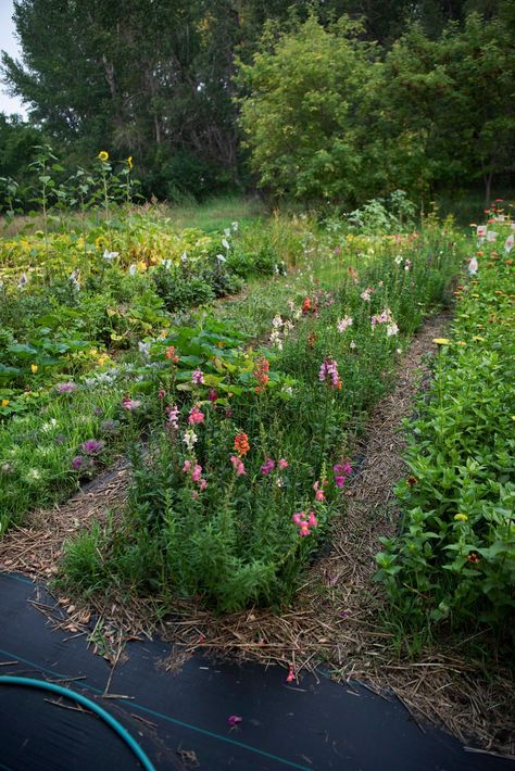 Cut Flowers Garden, Cut Flower Garden Design, Backyard Cut Flower Garden, Small Cut Flower Garden, Whimsical Landscaping, Cut Flower Garden Layout, Cut Flower Garden For Beginners, Window Treatments Valance, Small Flower Farm