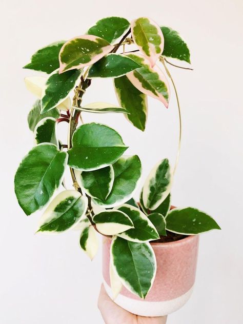 Hoya Carnosa Krimson Queen, Variegated Hoya, Hoya Plant, Wax Plant, Hoya Carnosa, Smelling Flowers, Variegated Plants, Bathroom Plants, Plant Decor Indoor