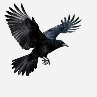 Crow Flying Reference, Crow Reference Photo, Crow Attacking, Crows Wings, Crow Anatomy, Crow Reference, Ravens Flying, Flying Crows, Crow Photo