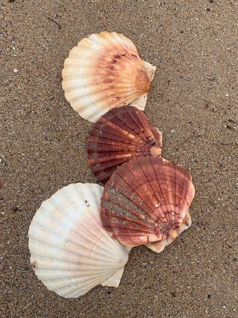 #shells #aesthetic #beach Beach Sea Shells Aesthetic, Shells Aesthetics, Gouache Reference, Shells On Beach, Aesthetic Shells, Shells Aesthetic, Song Of The Sea, Boat Life, Miramar Beach