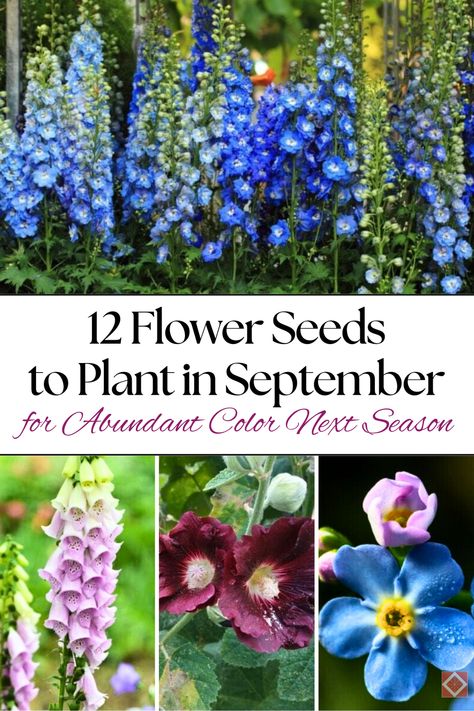 🌸 Looking to fill your garden with color next season? These 12 flower seeds are perfect for planting in September to ensure beautiful, abundant blooms come spring and summer. From poppies to coneflowers, these flowers will brighten your garden and bring it to life! #Gardening #FlowerSeeds #GardenInspiration When To Plant Seeds For Spring, Seeds To Plant In September, Seeds To Plant In April, Flowers To Plant In September, Perennial Seeds To Plant In Fall, Flower Seeds To Plant In Fall, Plant In September Zone 8, Anenome Flower, Poppy Plant