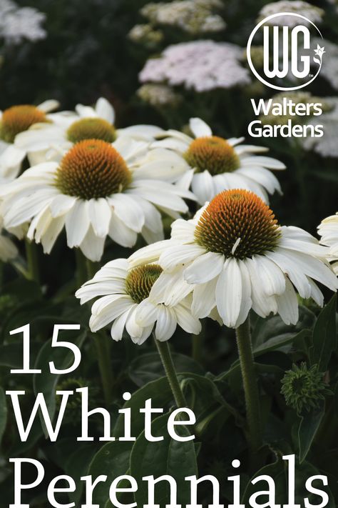 White Coneflower Landscape, White Flowers For Garden, All White Flower Garden, White Planting Schemes, White Flowers Front Yard, White Perennials Full Sun, White Perrenials Full Sun, White Plants Landscaping, All White Landscaping