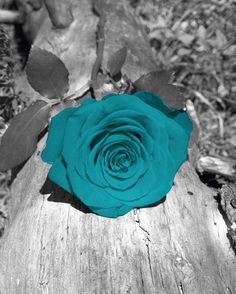 BEAUTIFUL TURQUOISE ROSE! Color Splash Photo, Color Splash Photography, Splash Photography, Rose Wall Art, Belle Rose, Teal And Grey, Beautiful Rose Flowers, Aqua Turquoise, White Picture