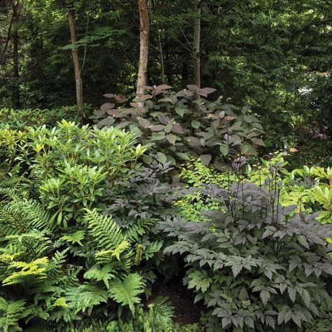 Landscape In Woods, North Woods Landscaping Ideas, Paths In The Woods, Woods Garden Ideas, Woodland Slope Garden, Backyard Woodland Garden, Pacific Northwest Shade Garden, Woodland Hillside Landscaping, Woodland Planting Scheme