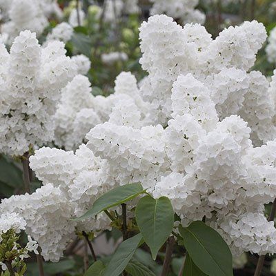 Amazon.com : 25 White Japanese Lilac Seeds (Extremely Fragrant)/ : Garden & Outdoor Prune Lilac Bush, Japanese Lilac, Lilac Tree, Lilac Bushes, Bonsai Flower, Beauty Flowers, Mosquito Repelling Plants, Fragrant Plant, Bonsai Plants