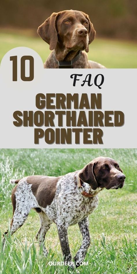 The German Shorthaired Pointer, a dog bred specifically as a hunting companion and working dog, is good natured, friendly, and eager to please. #breedoverview #GermanShorthairedPointer #GermanShorthairedPointerbreed #germanshepherddog #GermanShorthaired #ShorthairedPointer Gsp Puppies Training, German Pointer Puppy, Gsp Puppy, Bird Dog Training, German Shorthaired Pointer Puppies, Dogs Hunting, German Shorthaired Pointer Training, Dog Biting Training, German Shorthair Pointer