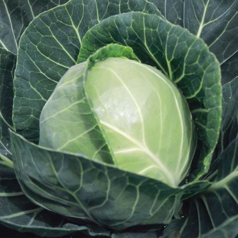 Cabbage Copenhagen Market | Organic Gardening Catalogue Copenhagen Market, Cabbage Vegetable, Seed Growing, Cabbage Seeds, Strawberry Plants, Cabbages, Fruit Vegetables, Plant Spacing, All Vegetables