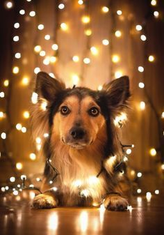 Cute Puppy String Lights Christmas Dog Photography, Dog Christmas Photos, Dog Christmas Pictures, Puppy Photography, Photo Animaliere, Dog Photoshoot, Foto Tips, Puppy Photos, Christmas Puppy