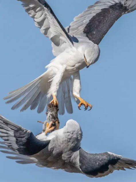 Wild Birds Photography, Weird Birds, Canvas Wall Art Living Room, Wildlife Photographer, Three Birds, Interesting Animals, White Bird, Kites, Zoology