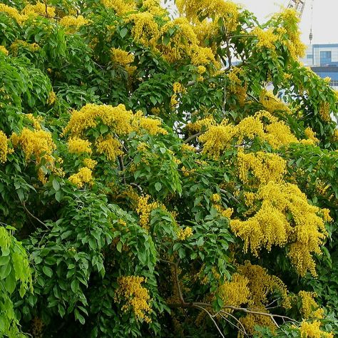 Padauk is a national flower in Myanmar associated with Thingyan festival because it blooms in this period. #Padauk #Flowers #Thingyan #WaterFestival #Myanmar Waterfestival Myanmar, Thingyan Flower, Padauk Flower Myanmar, Myanmar Thingyan Festival, Water Festival Myanmar Cartoon, Myanmar Flower, Thingyan Myanmar, Myanmar Thingyan, Thingyan Festival